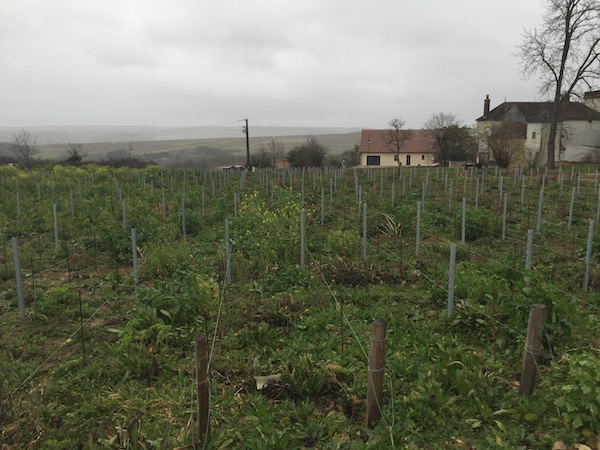 Die Chardonnay-Rebflächen der Domaine Roland Lavantureux 